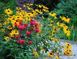 Black Eyed Susan , Bee Balm
Shutterstock.com
New York, NY