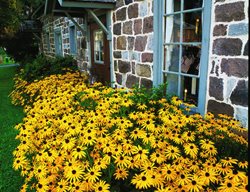 Black Eyed Susan, Native Flower, Prairie Flower
Garden Design
Calimesa, CA