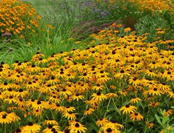 Black-Eyed Susan Planting, Meadow Garden
Morty Bachar / Patty Storms
Lewes, DE