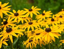 Black Eyed Susan, Rudbeckia
Pixabay
