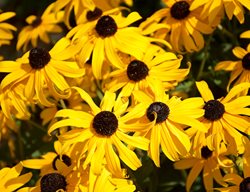 Black-Eyed Susan, Rudbeckia, Yellow Flowers
Garden Design
Calimesa, CA