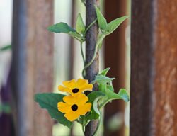Black-Eyed Susan Vine On Fence 
Shutterstock.com
New York, NY