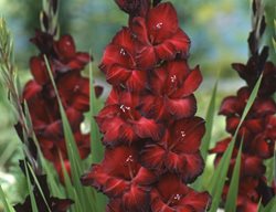 Black Gladiolus, Black Beauty
Visions Pictures & Photography
