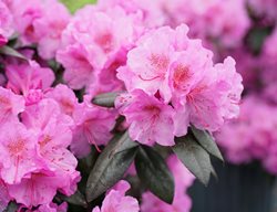 Black Hat Rhododendron, Pink Flowers, Rhododendron Bush
Proven Winners
Sycamore, IL