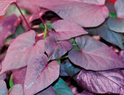 Black Heart Sweet Potato Vine, Ipomoea Batatas
Proven Winners
Sycamore, IL