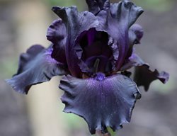 'black Is Black' Iris Germanica, Black Bearded Iris
Shutterstock.com
New York, NY