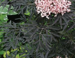 Black Lace Elderberry, Elderberry Shrub, Flowering Shrub
Proven Winners
Sycamore, IL