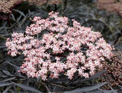 Black Lace
Garden Design
Calimesa, CA