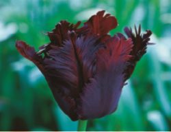 Black Magic 
Garden Design
Calimesa, CA