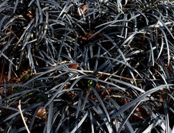 Black Mondo Grass, Ophiopogon Planiscapus ‘nigrescens’
Shutterstock.com
New York, NY