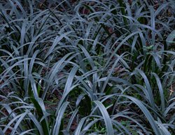 Black Mondo Grass
Shutterstock.com
New York, NY