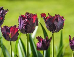 Black Parrot Tulip, Black Tulip
Shutterstock.com
New York, NY