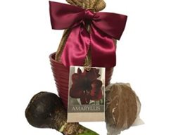 Black Pearl Amaryllis Kit
Garden Design
Calimesa, CA