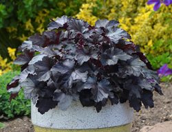 Black Pearl Heuchera, Heuchera Hybrid
Proven Winners
Sycamore, IL