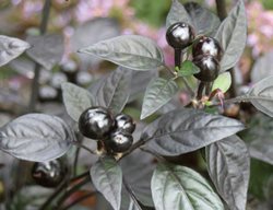 Black Pearl Pepper Plant, Ornamental Pepper Plant
Proven Winners
Sycamore, IL