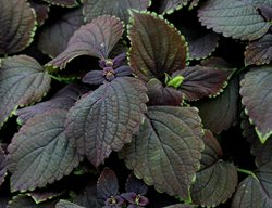 Black Prince Coleus, Coleus Scutellarioides
Shutterstock.com
New York, NY