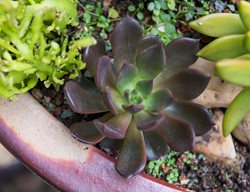 Black Prince Echeveria, Black Succulent
Shutterstock.com
New York, NY