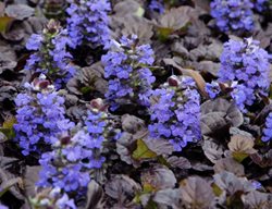 Black Scallop Ajuga, Bugleweed
Proven Winners
Sycamore, IL