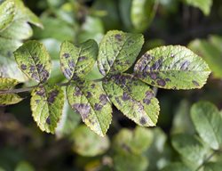 Black Spot Disease, Black Spot On Rose Leaves
Shutterstock.com
New York, NY
