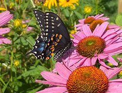 Black Swallowtail Butterfly
Morty Bachar / Patty Storms
Lewes, DE