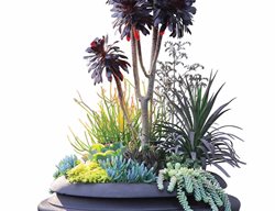Black Urn, Succulent Urn
Pot Incorporated
Vancouver, BC