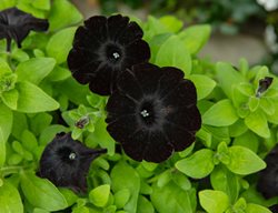Black Velvet Petunia, Black Petunia Flower
Shutterstock.com
New York, NY
