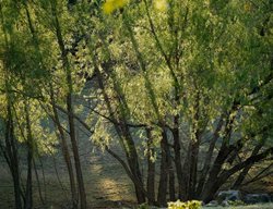 Black Willow Tree, Salix Nigra
Shutterstock.com
New York, NY