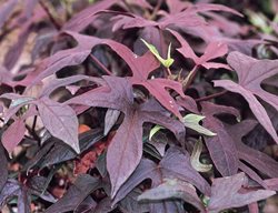 Blackie Ipomoea, Sweet Potato Vine
Proven Winners
Sycamore, IL