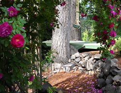 Blaze Climbing Rose, Archway
Garden Design
Calimesa, CA