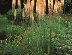 Blazing Orange Foxtail Lily (eremurus ‘cleopatra’) 
Garden Design
Calimesa, CA