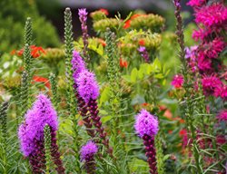 Blazing Star
Garden Design
Calimesa, CA