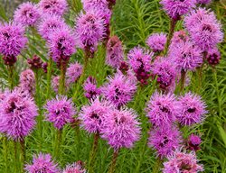 Blazing Star Liatris Flowers, Liatris Spicata
Garden Design
Calimesa, CA