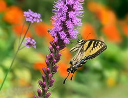 Blazing Star, Liatris Spicata, Eastern Tiger Swallowtail
Shutterstock.com
New York, NY