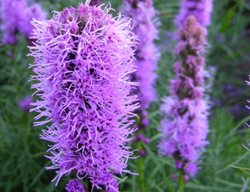 Blazing Star, Liatris Spicata
Plant Paradise Country Gardens
Caledon, ON