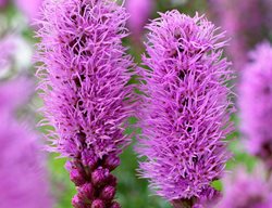 Blazing Star
Longfield Gardens

