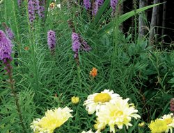 Blazing Star, Shasta Daisy, Crocosmia
Plant Paradise Country Gardens
Caledon, ON