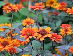 Bleeding Hearts False Sunflower, Heliopsis
Shutterstock.com
New York, NY