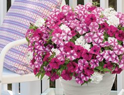 Blind Love Container Recipe, Pink And White Flower Combination
Proven Winners
Sycamore, IL