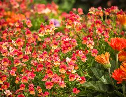 Blood Orange Nemesia In Garden, Orange Nemesia Flowers
Proven Winners
Sycamore, IL