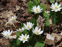 Bloodroot Flower, Sanguinarea Canadensis, Early Spring Flower
Pixabay
