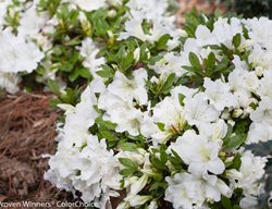 Bloom-A-Thon Azalea White, White Azalea, White Flower
Proven Winners
Sycamore, IL