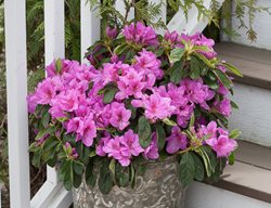 Bloom-A-Thon Lavender In Container, Lavender Azalea, Azalea In Pot
Proven Winners
Sycamore, IL