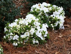 Bloom-A-Thon Reblooming Azalea
Garden Design
Calimesa, CA