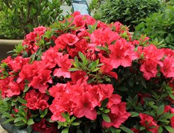 Bloom-A-Thon Red Azalea, Evergreen Azalea
Proven Winners
Sycamore, IL