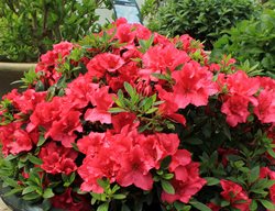 Bloom-A-Thon Red Reblooming Azalea, Azalea Plant, Red Flowers
Proven Winners
Sycamore, IL