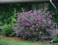 Bloomerang Dark Purple Lilac Bush, Syringa, Lilac Bush
Proven Winners
Sycamore, IL