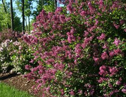 Bloomerang Dark Purple Lilac, Syringa, Reblooming Lilac
Proven Winners
Sycamore, IL