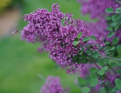 Bloomerang Dark Purple Reblooming Lilac, Lilac Flower
Proven Winners
Sycamore, IL
