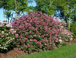 Bloomerang Dark Purple Shrub, Syringa 
Proven Winners
Sycamore, IL