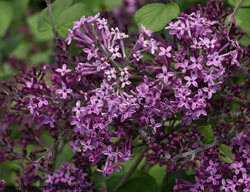 Bloomerang Dark Purple, Syringa, Lilac
Proven Winners
Sycamore, IL